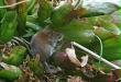 Bank Vole